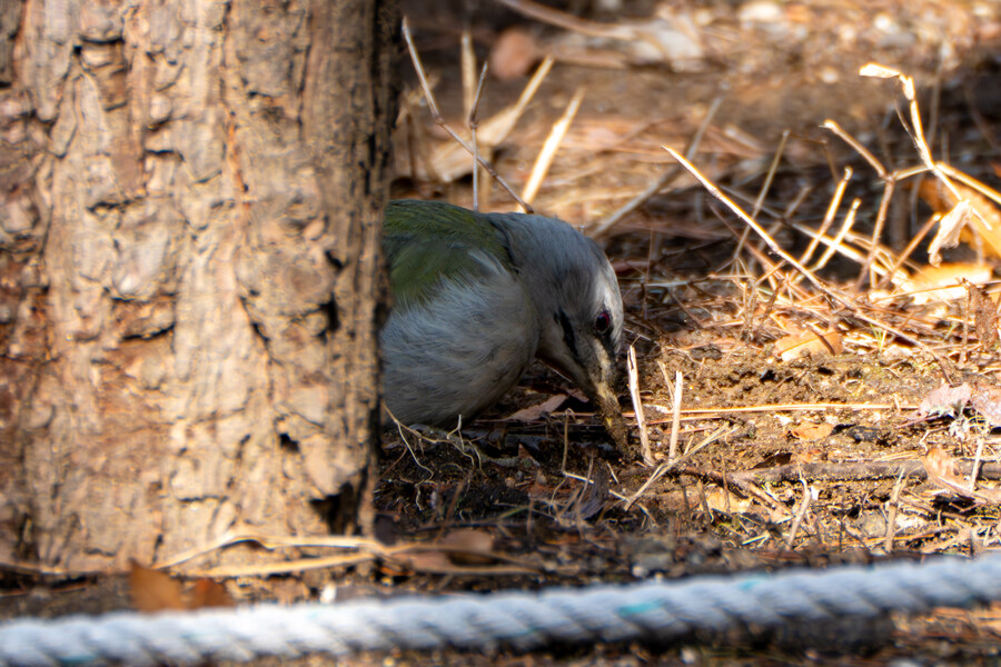 3월달, 선정릉과 탄천 탐조_15.jpg