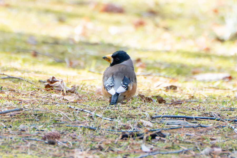 3월달, 선정릉과 탄천 탐조_17.jpg