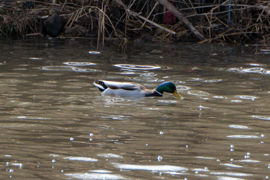 3월달, 선정릉과 탄천 탐조_26.jpg