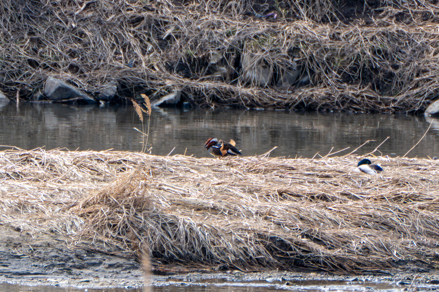 3월달, 선정릉과 탄천 탐조_29.jpg