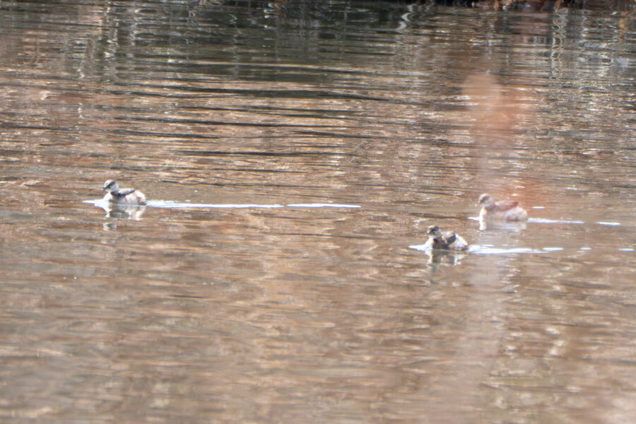 3월달, 선정릉과 탄천 탐조_33.jpg