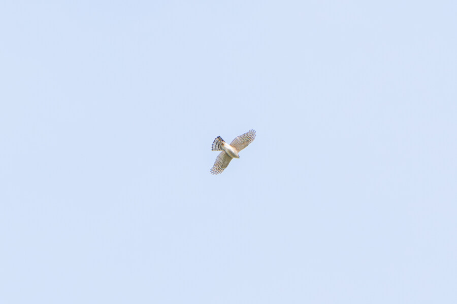 3월달, 선정릉과 탄천 탐조_38.jpg