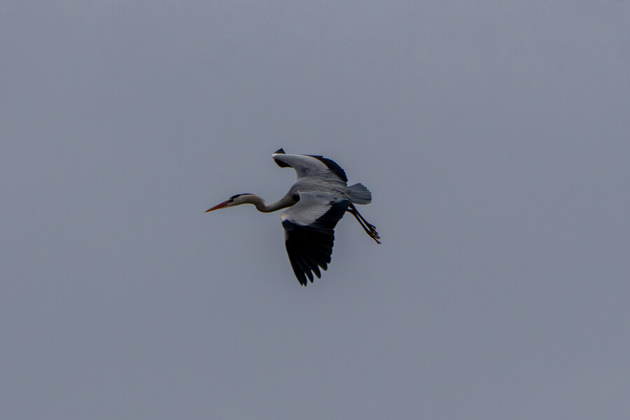 3월달, 선정릉과 탄천 탐조_48.jpg