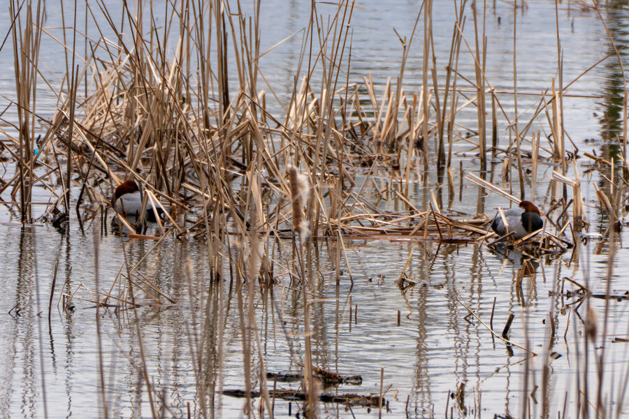 3월달, 선정릉과 탄천 탐조_49.jpg