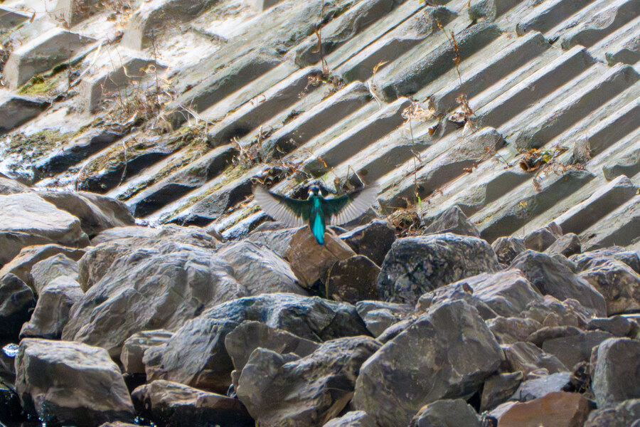 3월달, 선정릉과 탄천 탐조_50.jpg