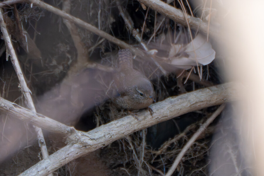 3월, 동구릉 탐조_10.jpg