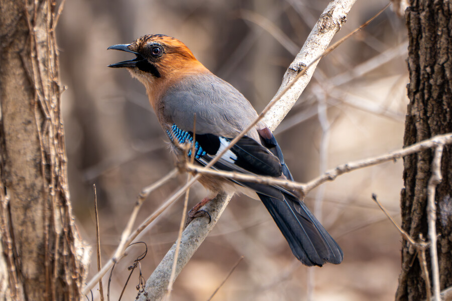 3월, 동구릉 탐조_22.jpg