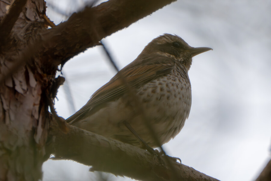 3월, 동구릉 탐조_23.jpg