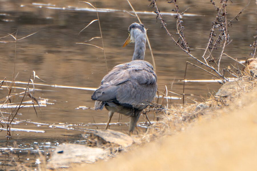 3월, 동구릉 탐조_33.jpg
