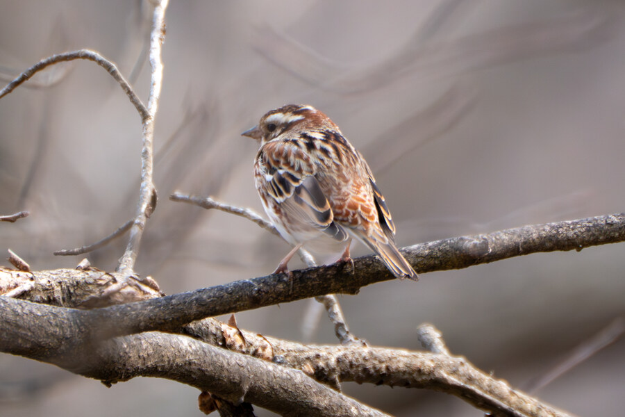 3월, 동구릉 탐조_34.jpg