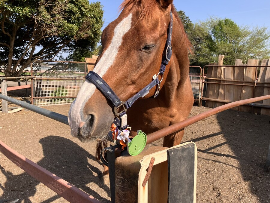 말딸 혈통) 피규어가 된 아버지를 마주한 자식._2.jpg