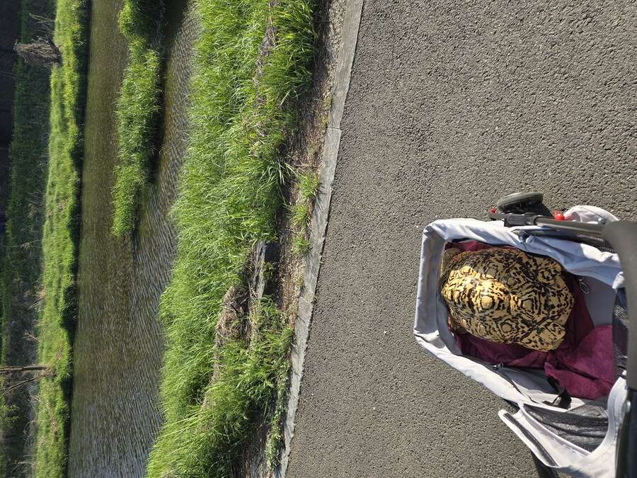 거북이에게 딱 맞는 유모차 구했어요_4.jpg