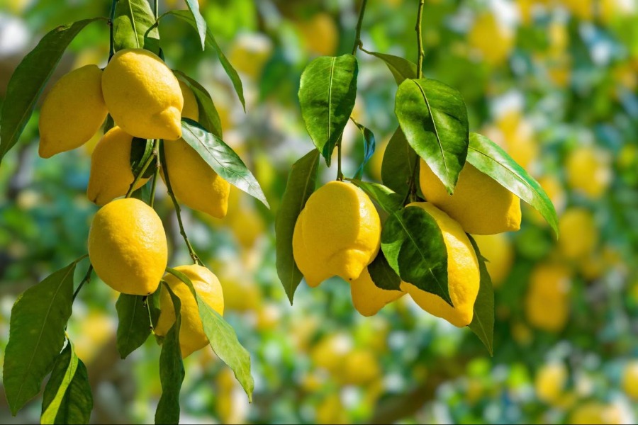 lemon_tree_4.jpg