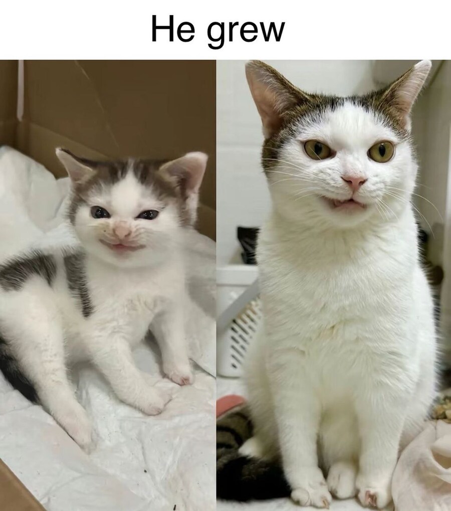 그대로자란 고양이.jpg_1.jpg