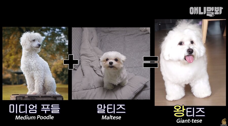 엄청난 화제였던 몰티즈.gif_12.png