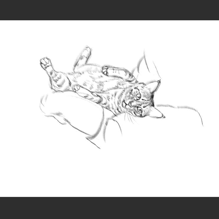 우리집 고등어고양이 보고가셈_3.png