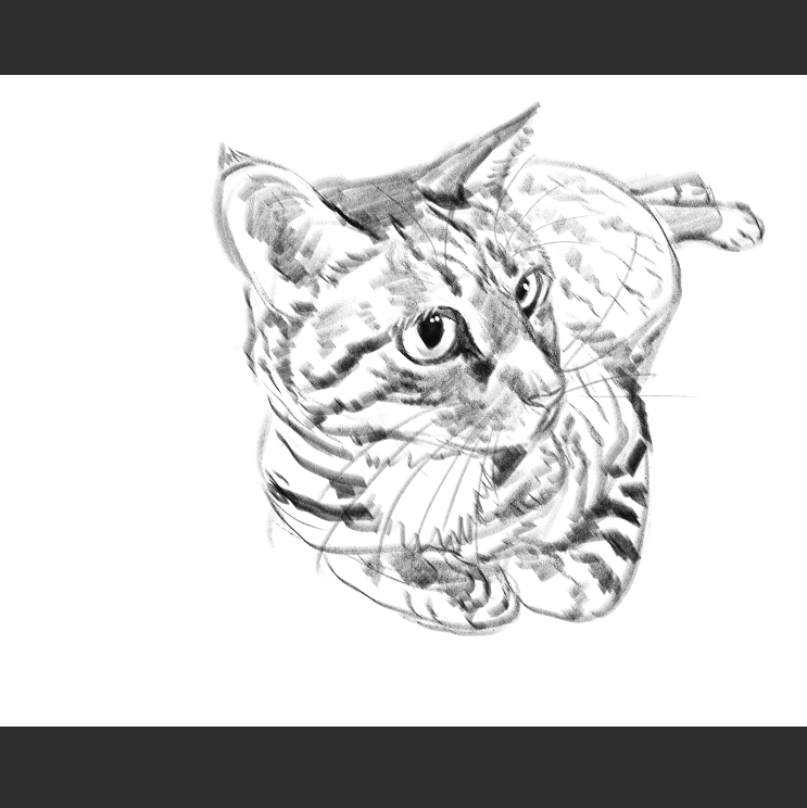 우리집 고등어고양이 보고가셈_9.png