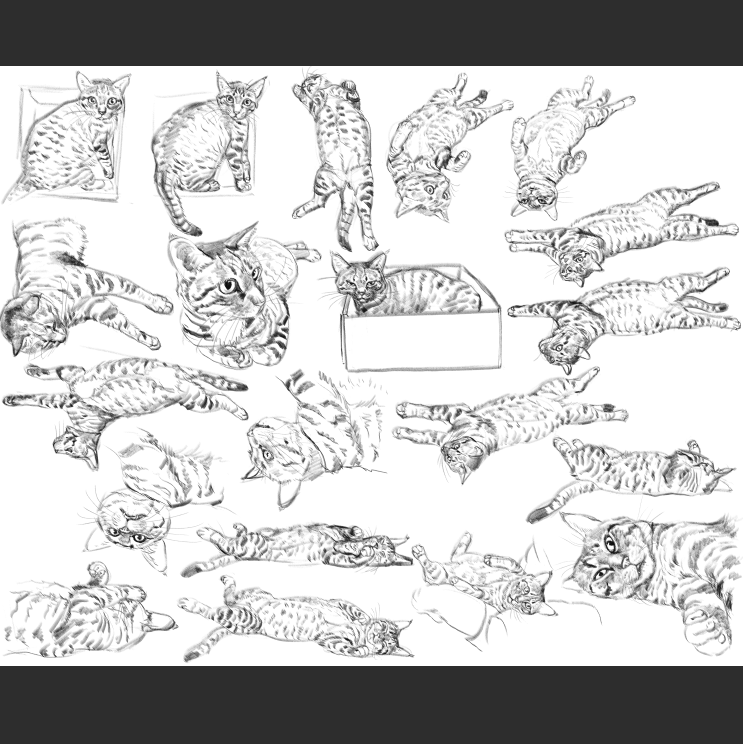 우리집 고등어고양이 보고가셈_10.png