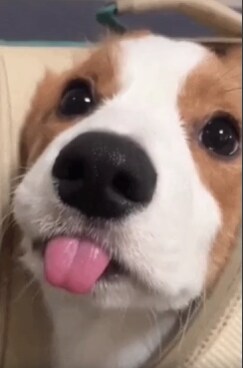 메롱 댕댕이 :P_1.png
