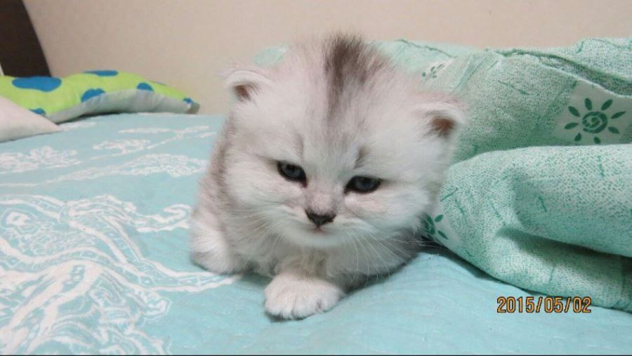 [야옹] 10년전 고양이 처음 데리고왔을때 걱정 많이했어._1.jpg