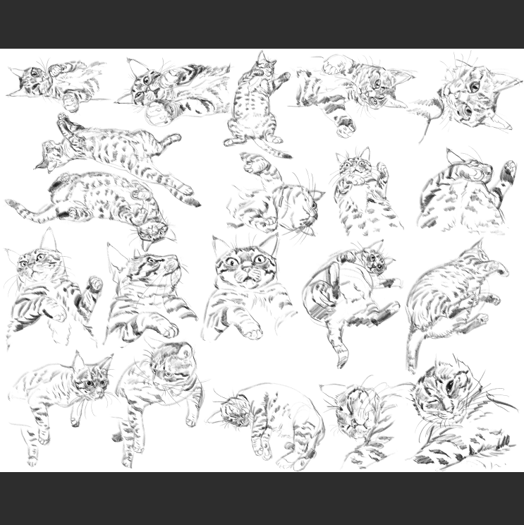 우리집 고등어고양이 보고가셈_9.png