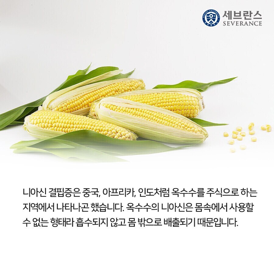 혐?짤주의)누더기글)옥수수와 얽힌 비사_2.jpg