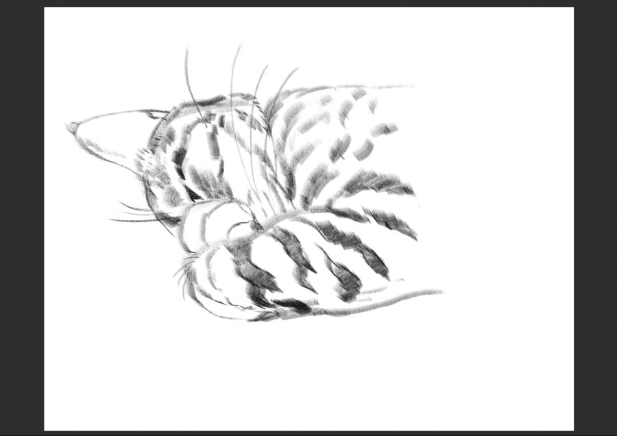 우리집 고등어고양이 보고가셈_6.jpg