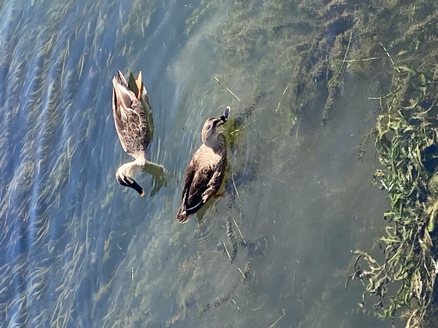 일본 교토 아라시야마 쇼라이안(松籟庵) 방문_39.jpg