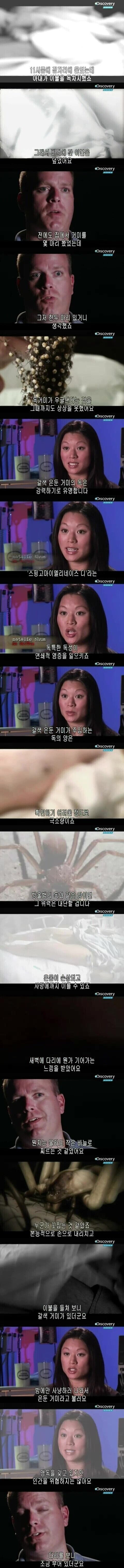 [극혐] 독거미한테 물리면 일어나는 일.jpg_1.jpg