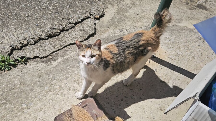 외갓집 마당냥이_8.jpg