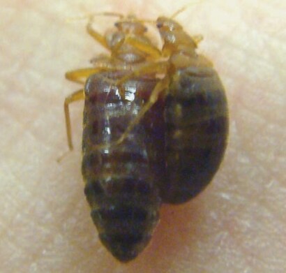 사정없이 쑤셔넣는 빈대 수컷_2.png