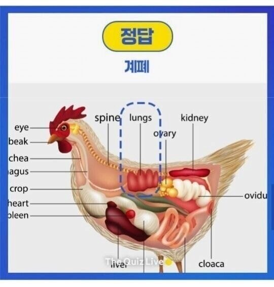 치킨 먹을 때 나오는 회색 내장의 정체.jpg_2.png