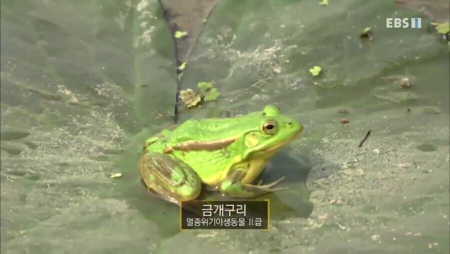 멸종 위기 2급 금개구리.gif_1.jpg