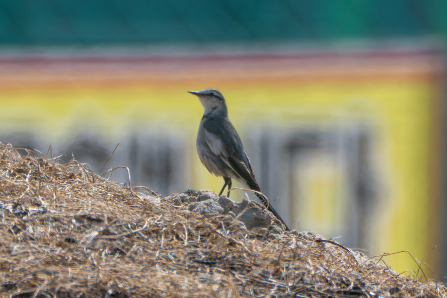 뒤늦게 올리는 강릉 탐조_1.jpg