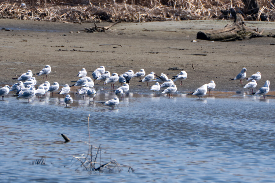 뒤늦게 올리는 강릉 탐조_3.jpg