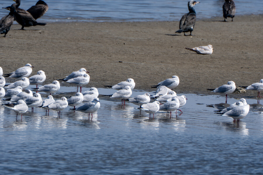 뒤늦게 올리는 강릉 탐조_4.jpg