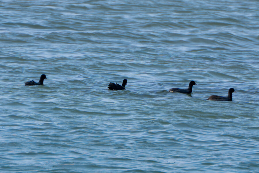 뒤늦게 올리는 강릉 탐조_9.jpg