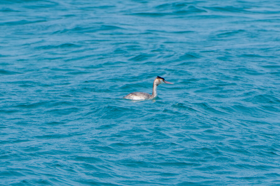 뒤늦게 올리는 강릉 탐조_11.jpg