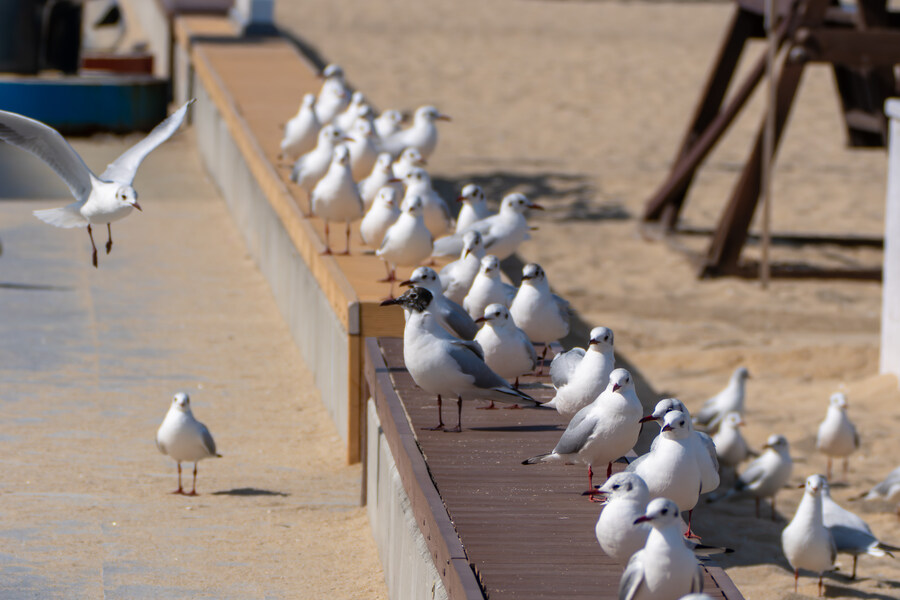 뒤늦게 올리는 강릉 탐조_14.jpg