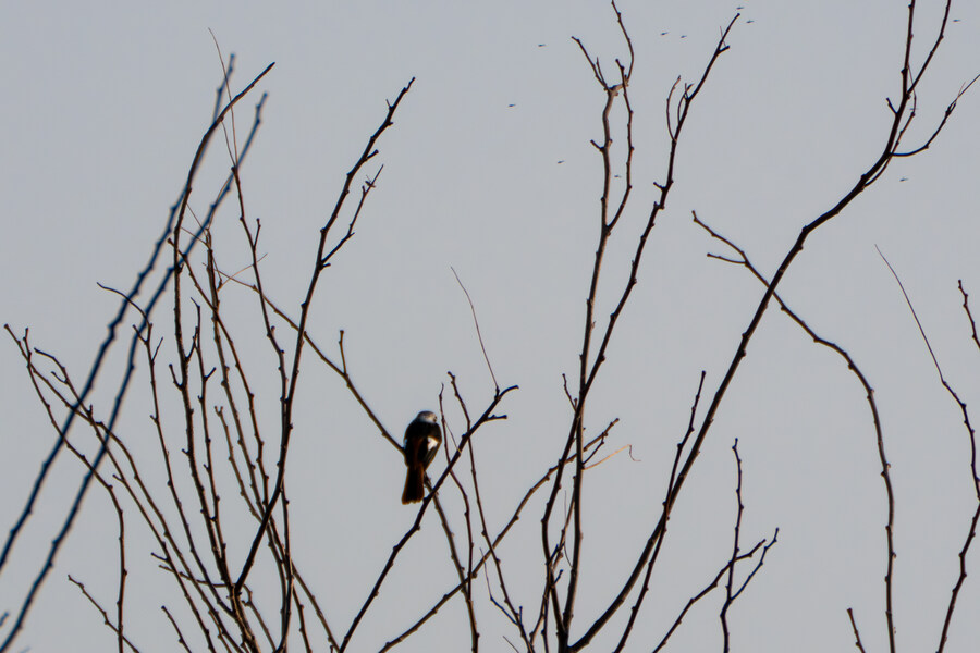 뒤늦게 올리는 강릉 탐조_32.jpg