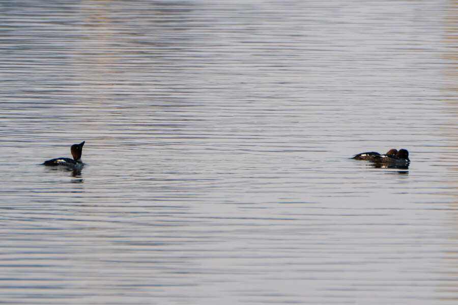 뒤늦게 올리는 강릉 탐조_39.jpg