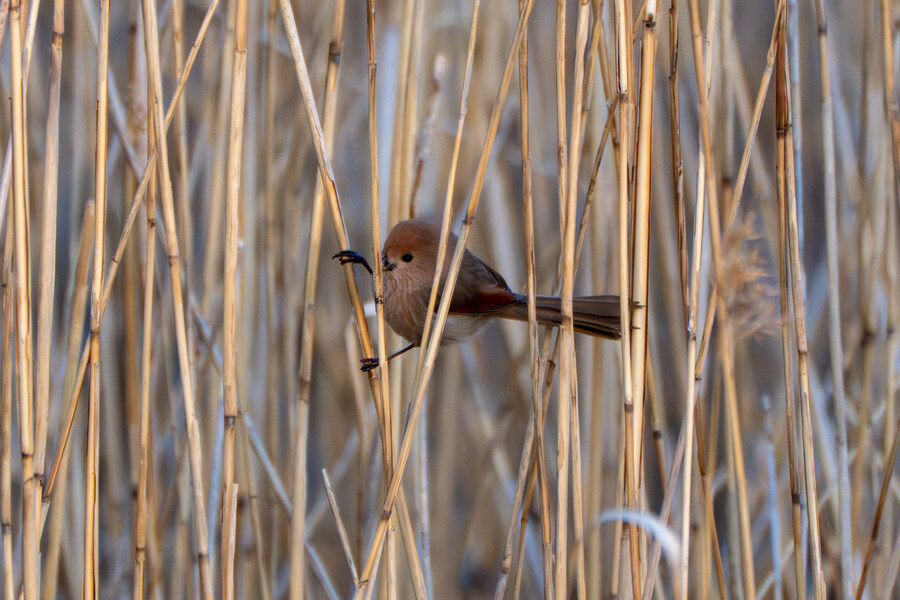 뒤늦게 올리는 강릉 탐조_41.jpg