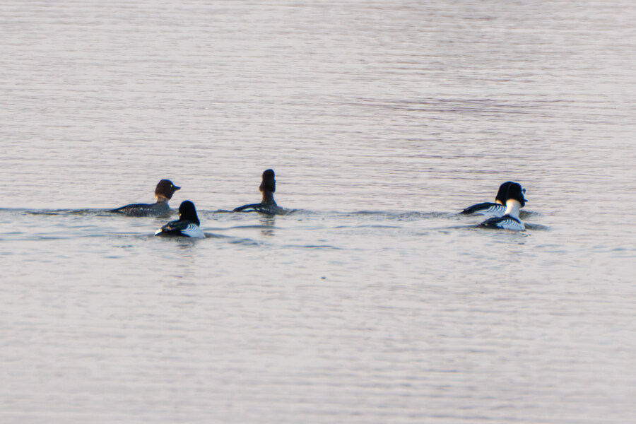 뒤늦게 올리는 강릉 탐조_40.jpg