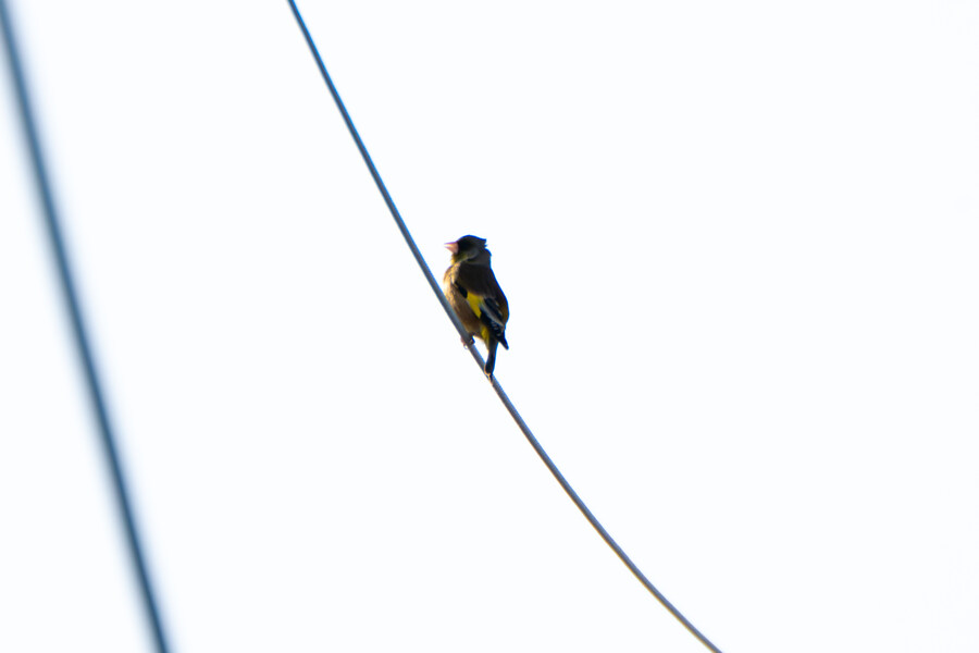 뒤늦게 올리는 강릉 탐조_49.jpg