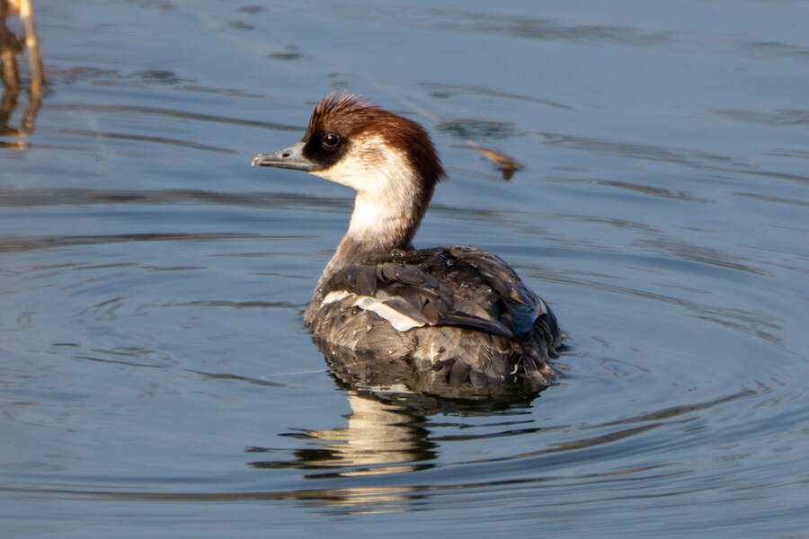 뒤늦게 올리는 강릉 탐조_52.jpg