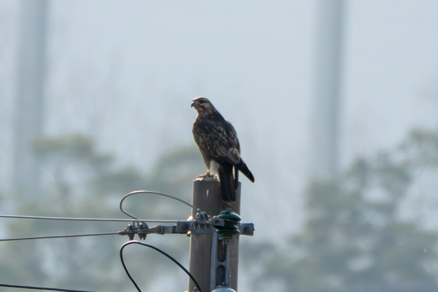 뒤늦게 올리는 강릉 탐조_55.jpg