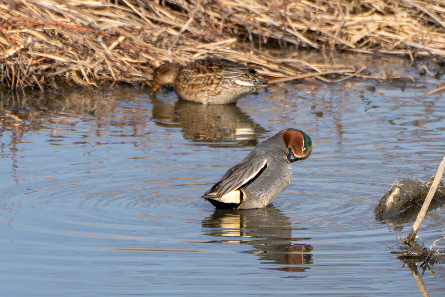 뒤늦게 올리는 강릉 탐조_58.jpg