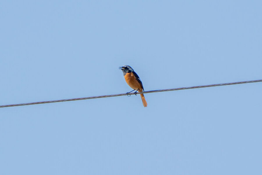 뒤늦게 올리는 강릉 탐조_64.jpg