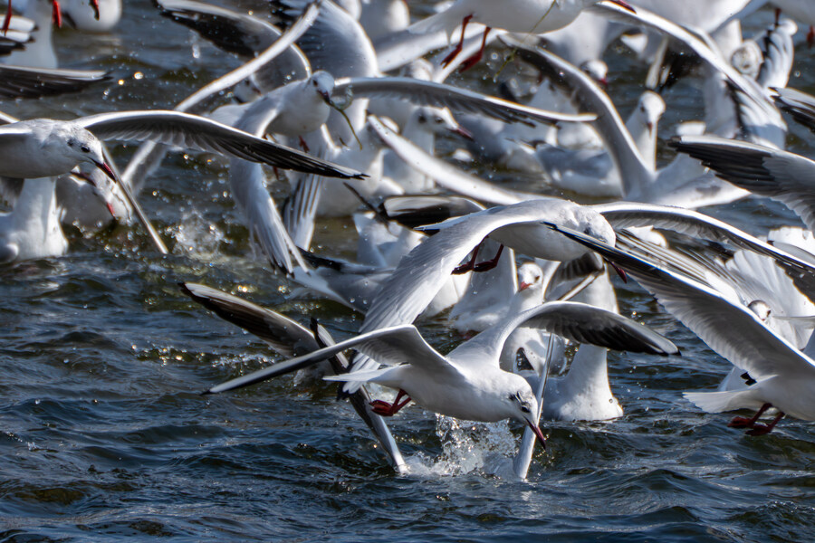 뒤늦게 올리는 강릉 탐조_69.jpg