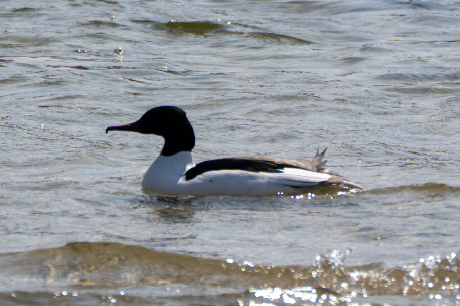 뒤늦게 올리는 강릉 탐조_72.jpg